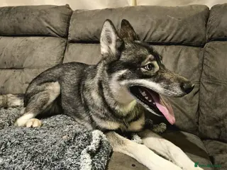 Siberian Husky dogs Ella – Nearly 4 Year Old Siberian Husky - Advert 7