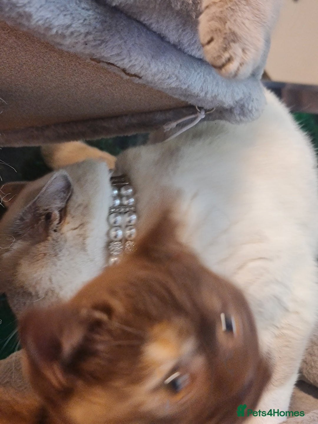 British Shorthair cats for sale: Pure bsh kittens from DNA & genetic tested parents - Image 2
