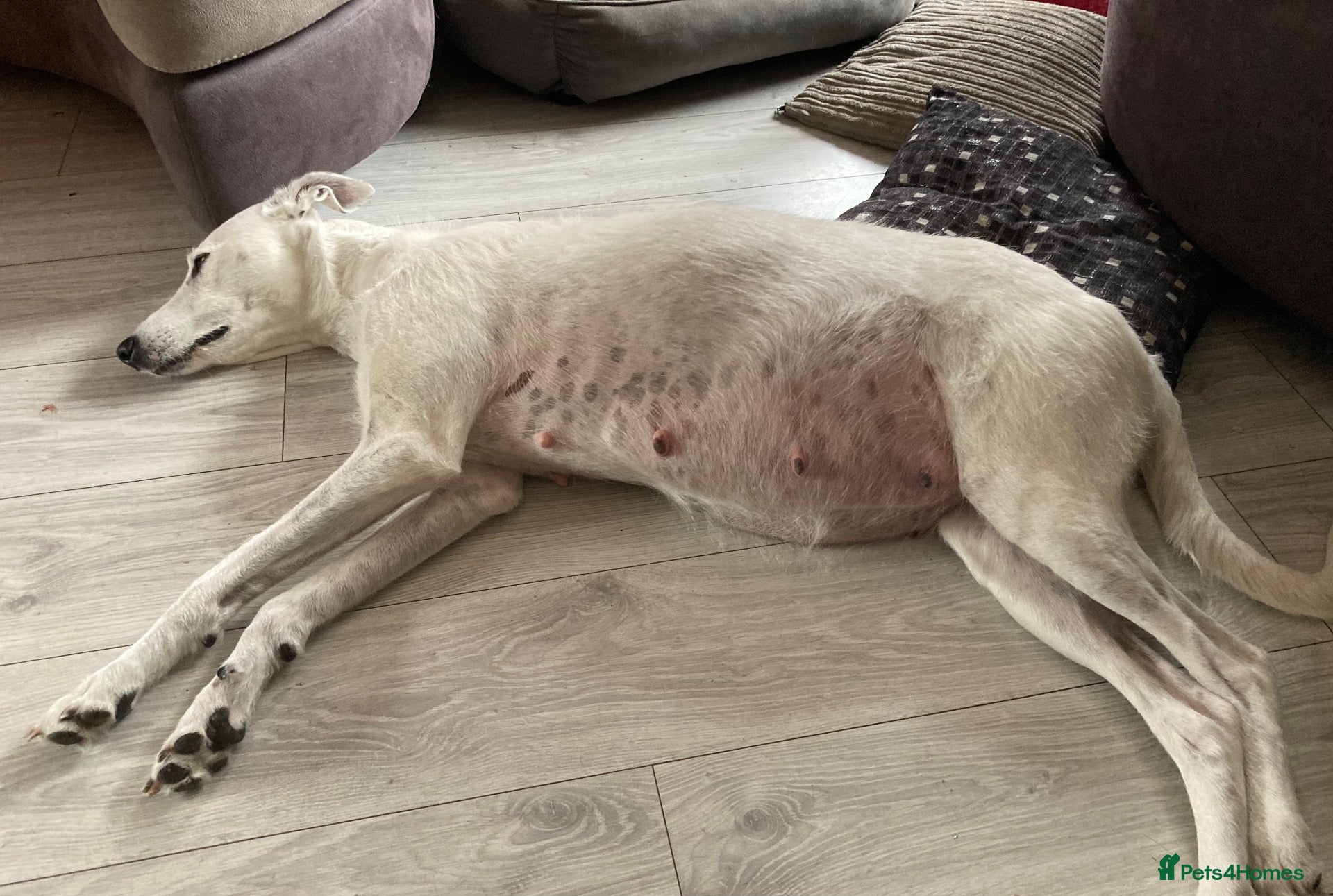 Lurcher dogs Bedlington Whippet x Greyhound Lurcher Puppies - Advert 2