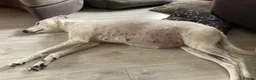 Lurcher dogs for sale: Bedlington Whippet x Greyhound Lurcher Puppies - Advert 6