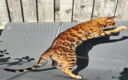Bengal cats for sale: 🐆 Stunning TICA Registered Bengals Available 🐾 - Image 4