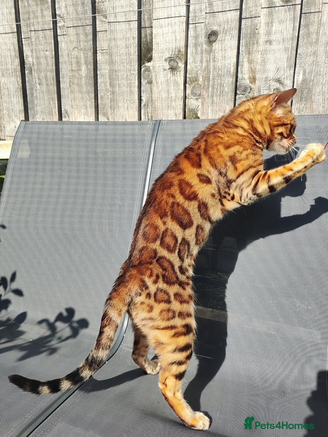 Bengal cats for sale: 🐆 Stunning TICA Registered Bengals Available 🐾 - Image 4