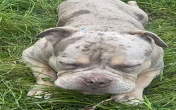American Bully dogs for stud: ****BEAUTIFUL STUD**** - Image 3