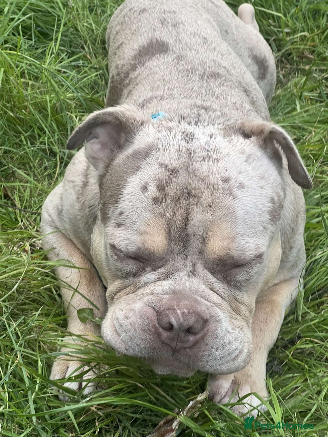 American Bully dogs for stud: ****BEAUTIFUL STUD**** - Image 3