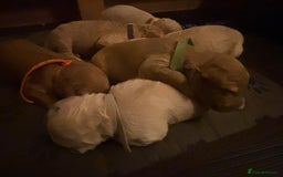 Goldendoodle dogs for sale: Beautiful F1B Goldendoodle Puppies – Ready Soon - Image 15