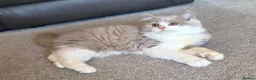 British Longhair cats for sale: Amazing loving boy  - Advert 17