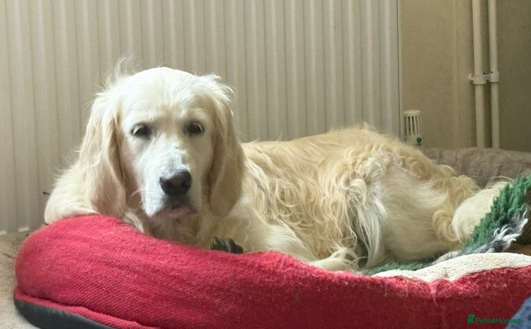 Golden Retriever dogs - Advert 14