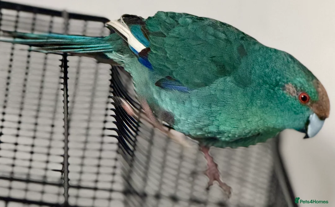 Parrots birds for sale: Blue Kakariki Parrot - Advert 2