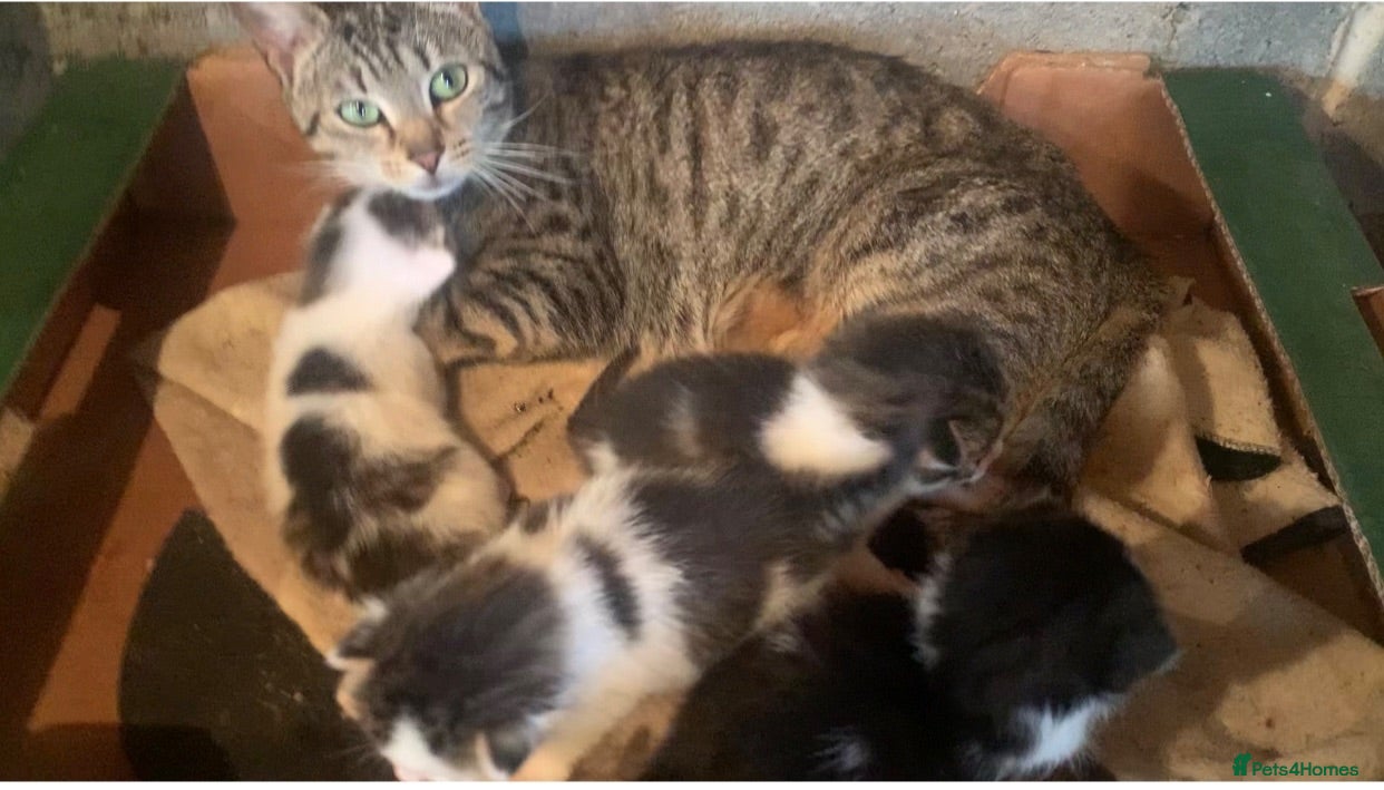 Mixed Breed cats Kittens for sale  - Advert 1