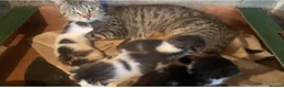Mixed Breed cats for sale: Kittens for sale  - Advert 1