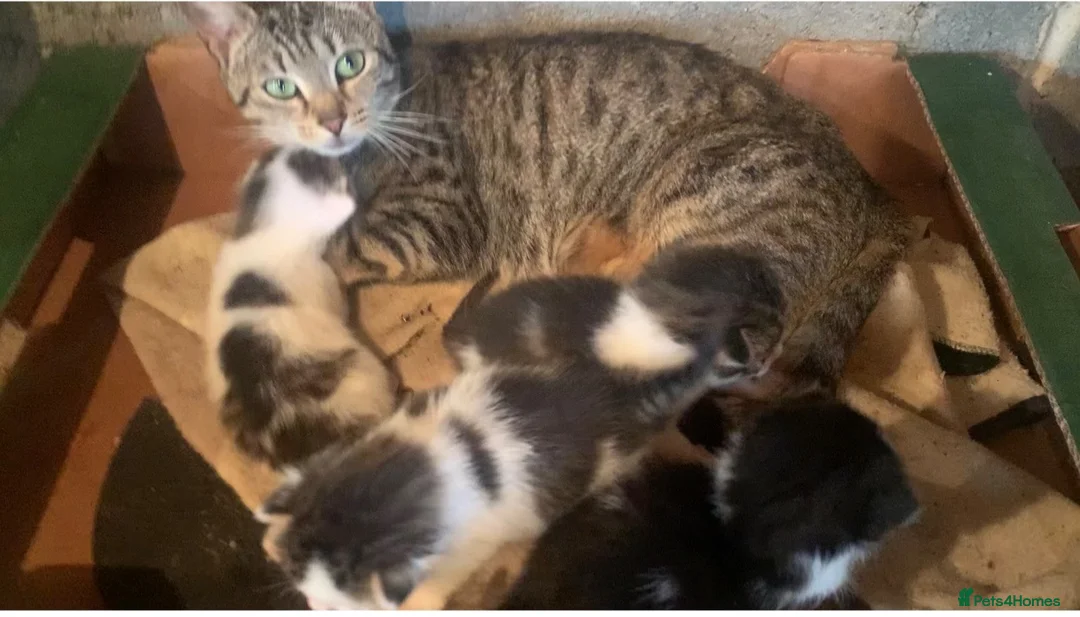 Mixed Breed cats for sale: Kittens for sale  - Advert 1