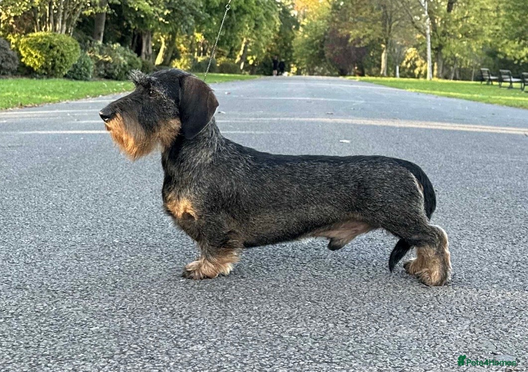 Miniature Dachshund dogs PRA Clear Mini Wire For Stud!!!! - Advert 1