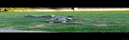 French Bulldog dogs for sale: Dwkc French bulldog Merle puppies  in Derby - Advert 5