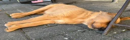 Golden Retriever dogs for sale: Pure Golden Retriever - B - Advert 2