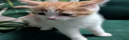 Mixed Breed cats for sale: Gorgeous ginger kittens for sale - Advert 11