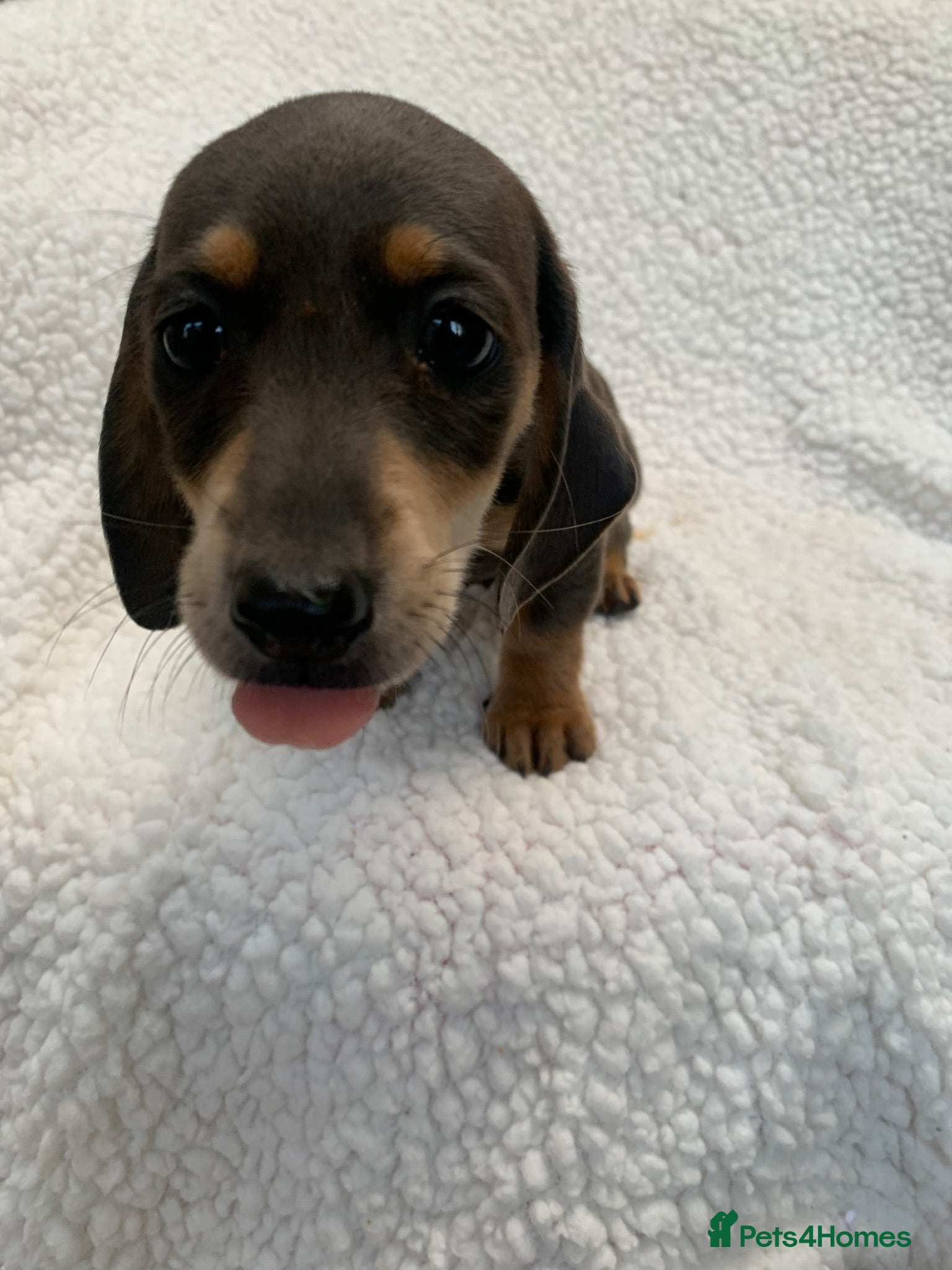 Miniature Dachshund dogs ****mini dachshunds *** - Advert 1