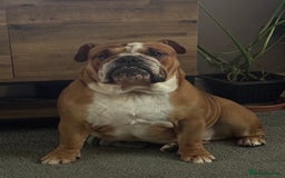English Bulldog dogs for sale: FRENCH & ENGLISH BULLDOGS  - Image 6