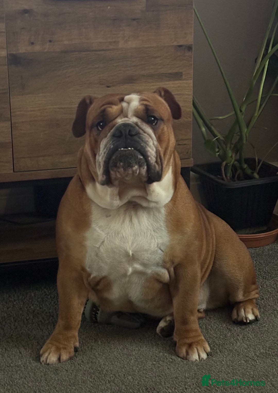 English Bulldog dogs for sale: FRENCH & ENGLISH BULLDOGS  - Image 6