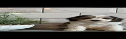 Cockapoo dogs for sale: Ready now f1 Cockerpoos  - Advert 9