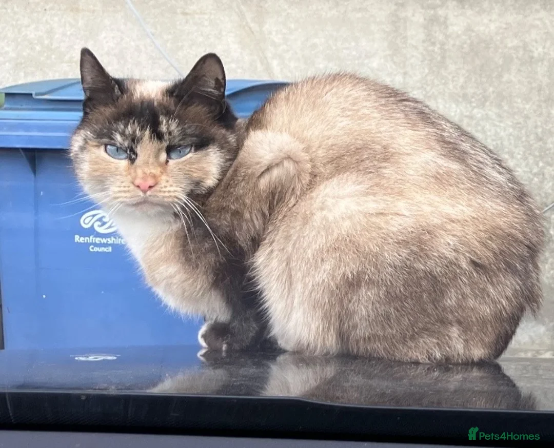 Mixed Breed cats for sale: Beautiful kittens for sale - Advert 1