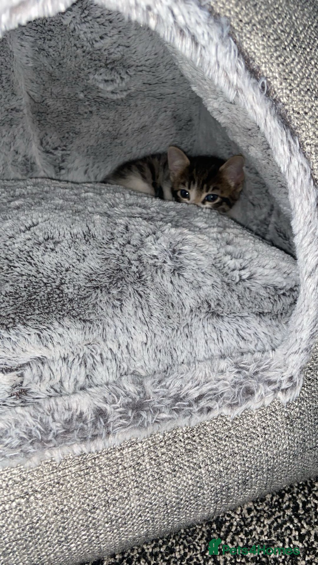 American Shorthair cats for sale: Beautiful calico kitten ready to leave now!!! - Image 4