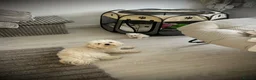 Maltese dogs for sale: Malitachon X Korean miniature Maltese ❤️ - Advert 5