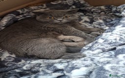 British Shorthair cats for sale: British shorthair kittens  - Image 5