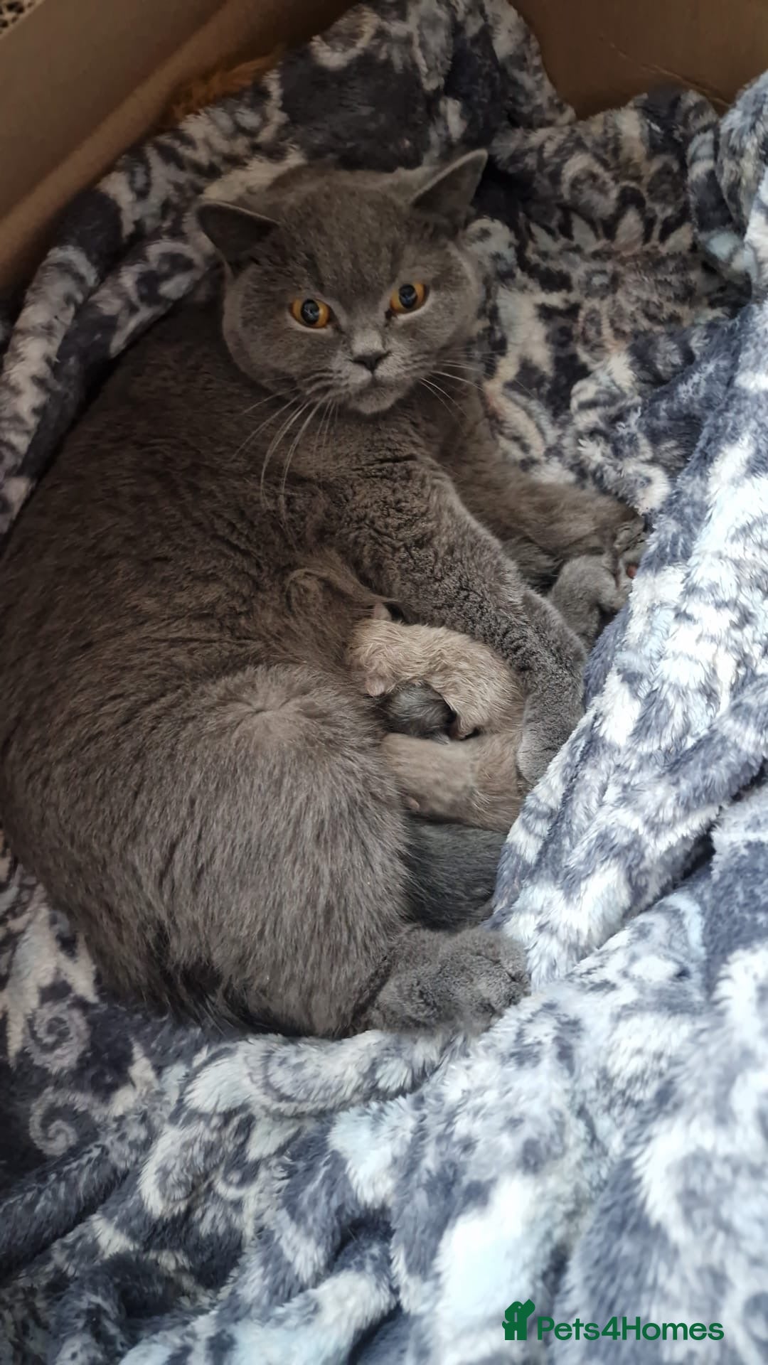 British Shorthair cats for sale: British shorthair kittens  - Image 5