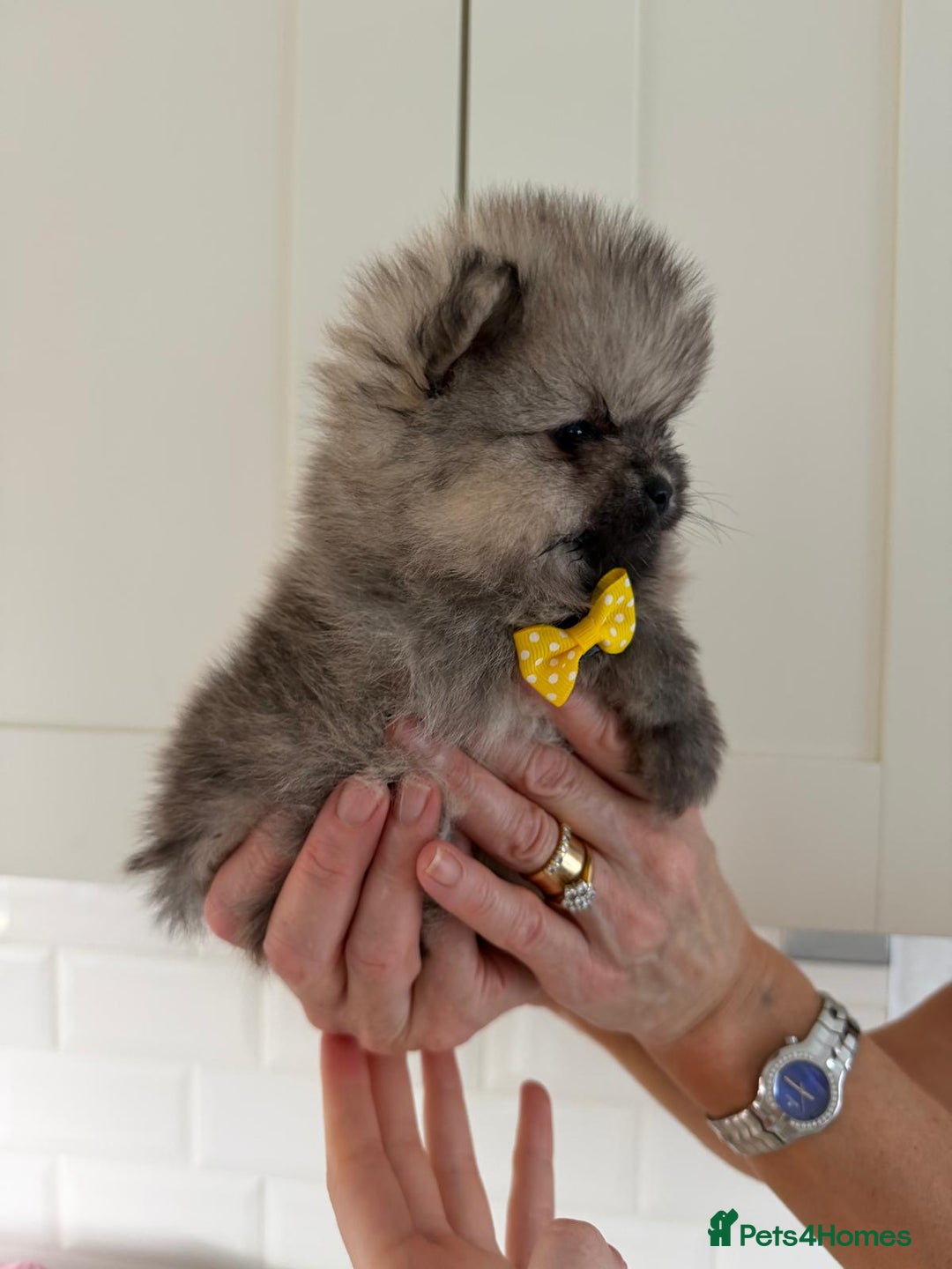 Pomeranian dogs for sale: 4 beautiful Pomeranians available for reservation - Advert 12