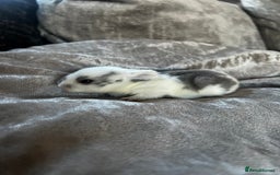 English rabbits for sale: Baby rabbits  - Image 6