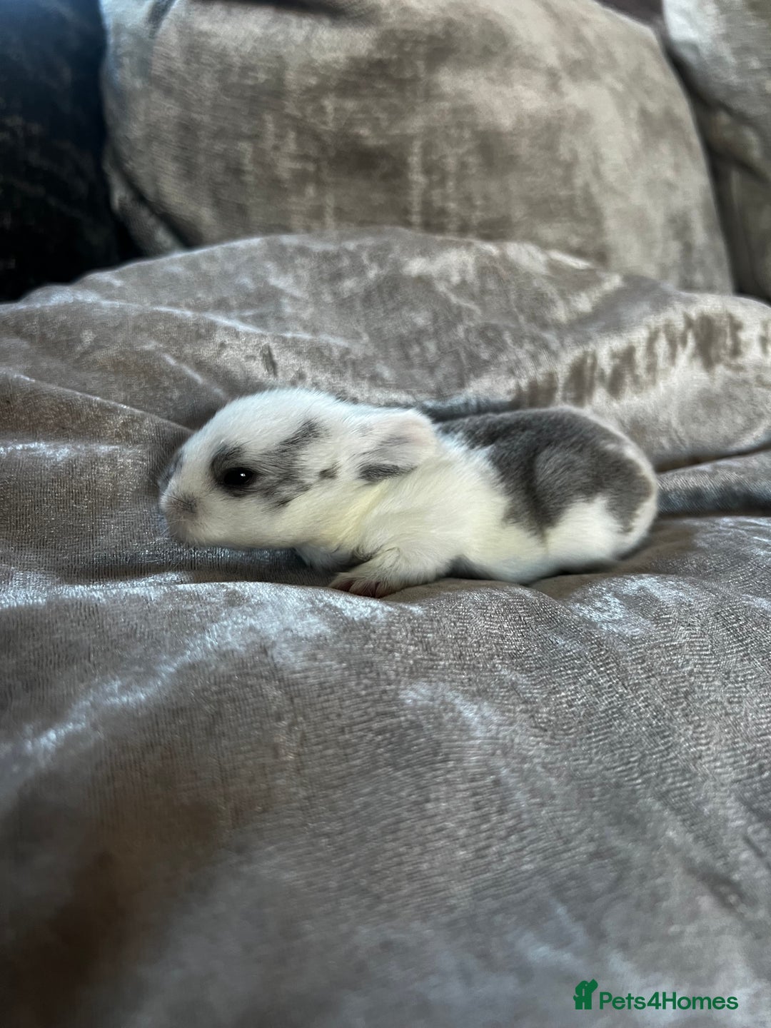 English rabbits for sale: Baby rabbits  - Image 6