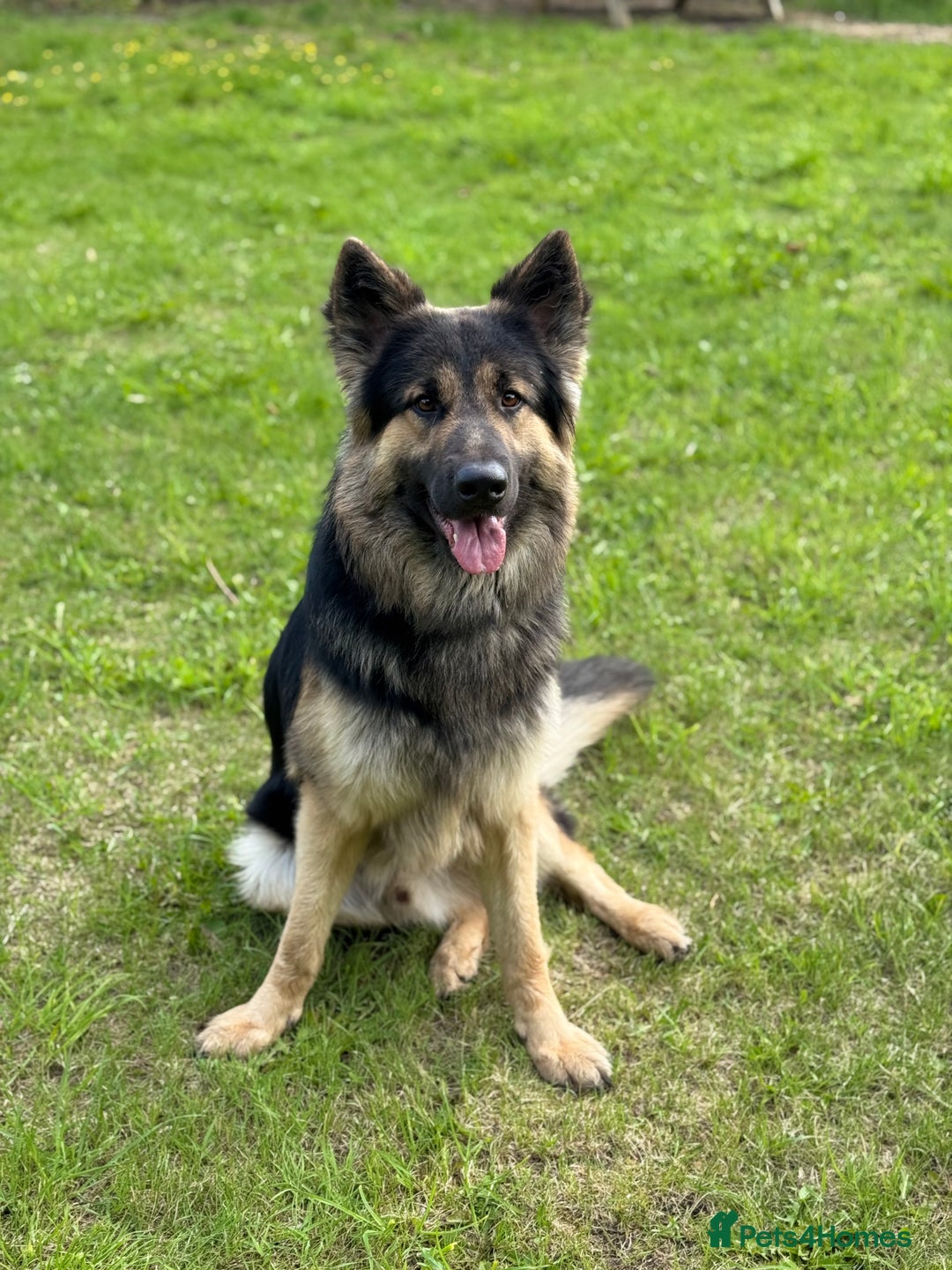 German Shepherd dogs for sale: German shepherd puppies for sale  - Image 6