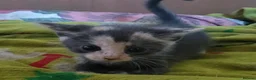 Mixed Breed cats for sale: Beautiful grey kittens for sale in Swindon - Advert 13