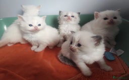 Ragdoll cats for sale: Beautiful ragdolls  - Image 12