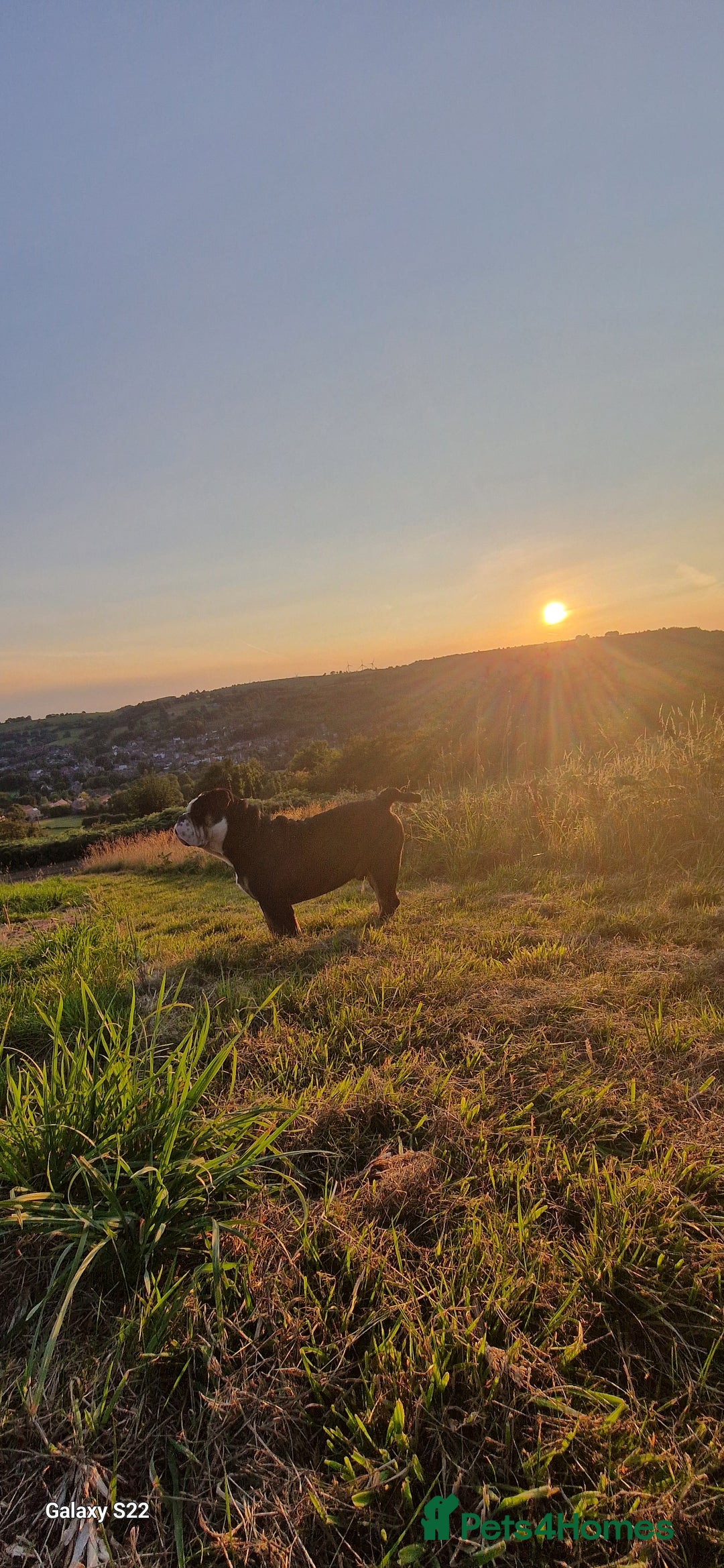 Olde English Bulldogge dogs for stud: Vinnie the olde english bulldogge - Advert 7