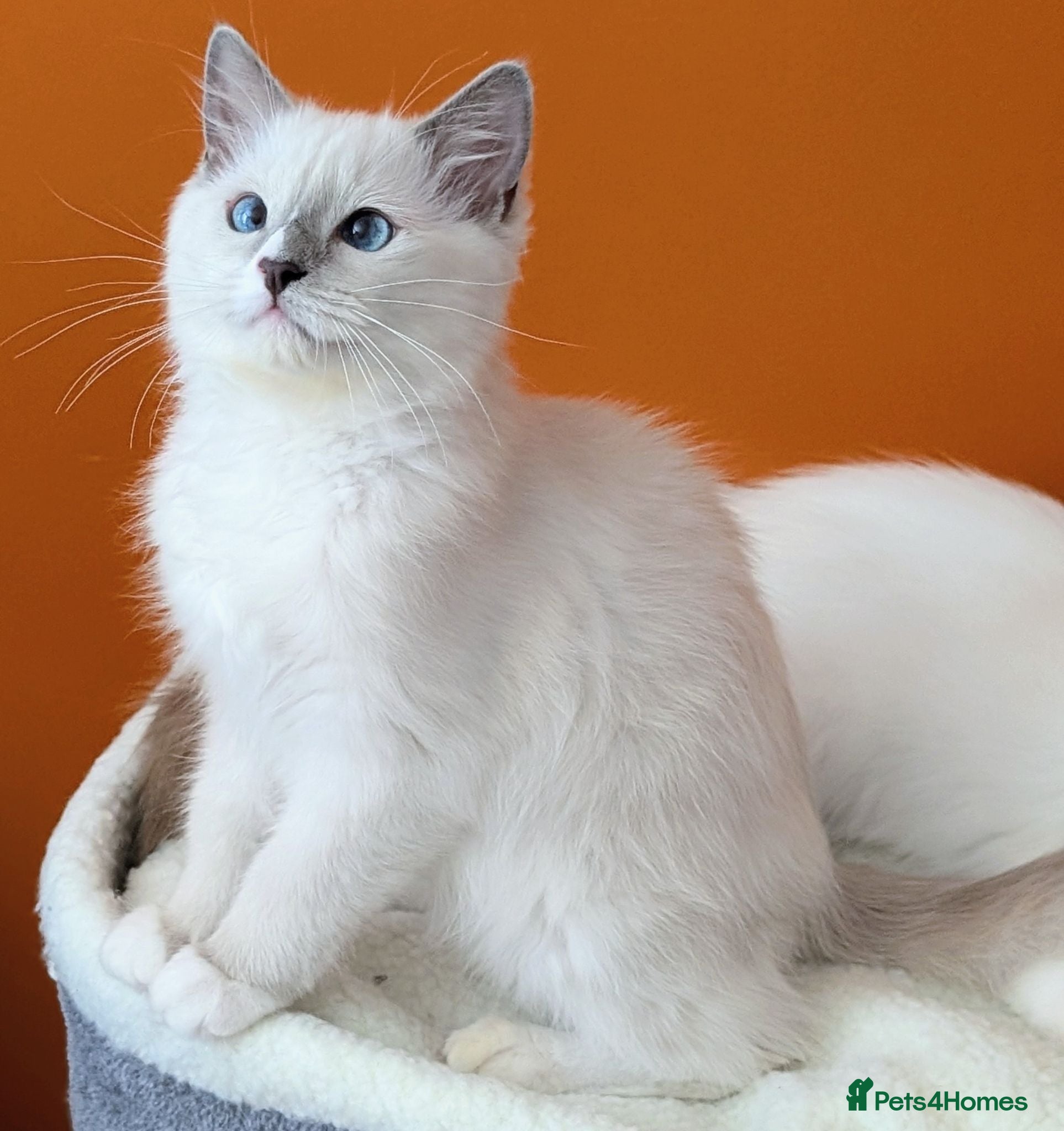 Ragdoll cats TICA,Champion,pedigree female Ragdoll kitten  - Advert 5