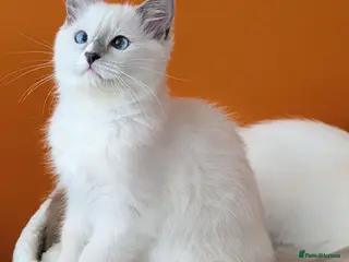Ragdoll cats TICA,Champion,pedigree female Ragdoll kitten - Advert 5