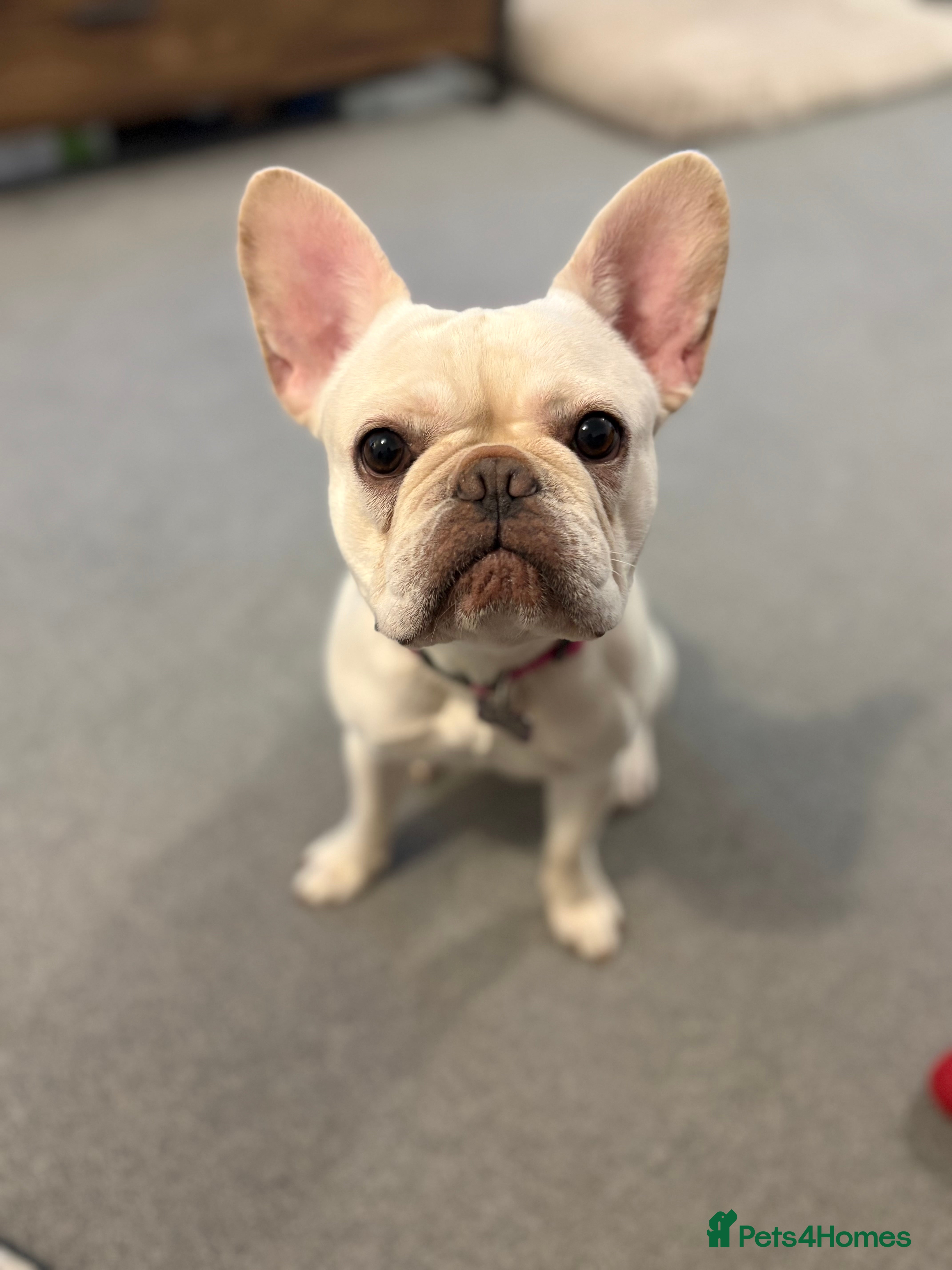 French Bulldog dogs French bulldog for sale - Advert 13