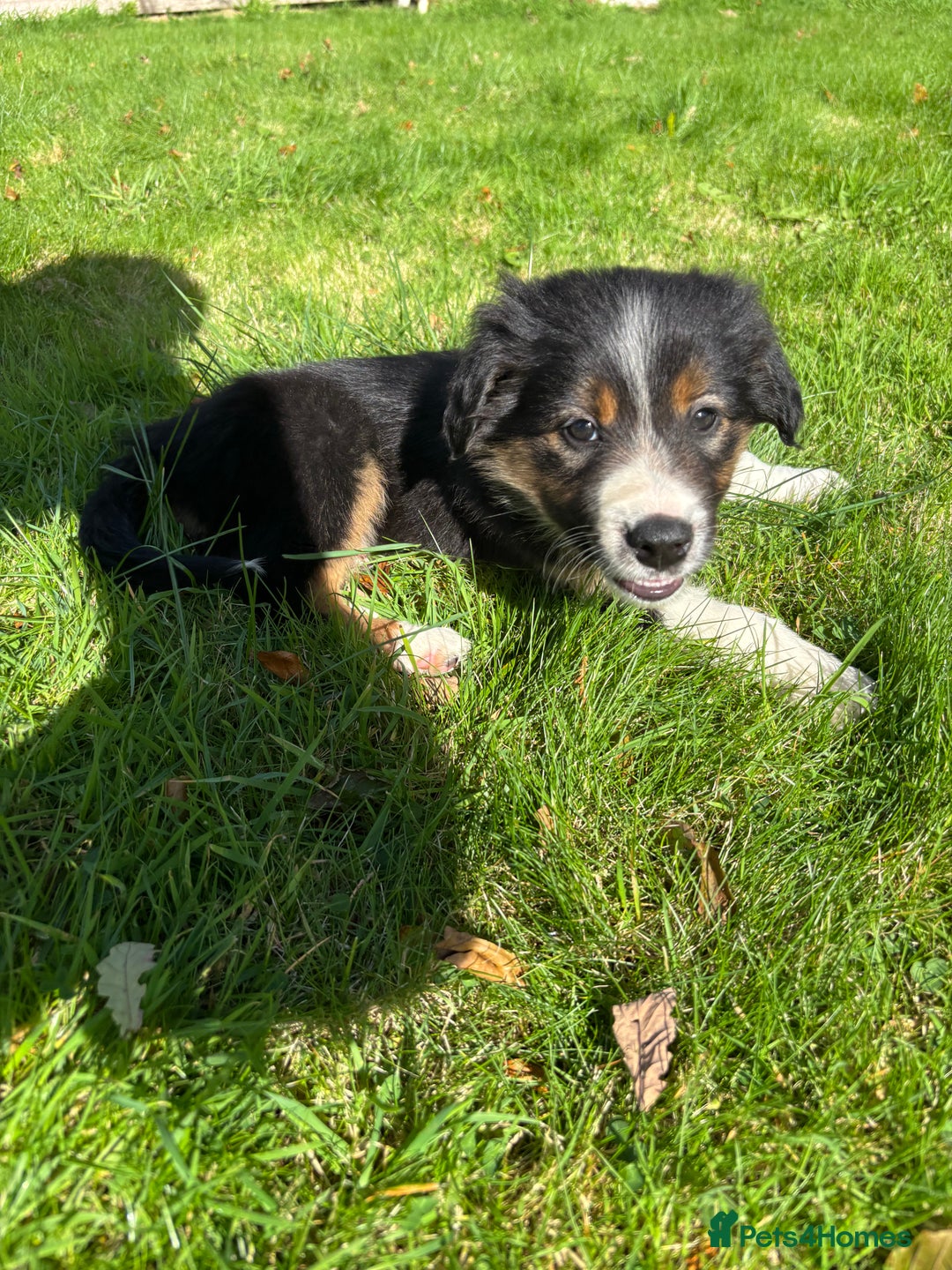 Border Collie dogs for sale: Beautiful Collie Puppies❤️ - Image 12