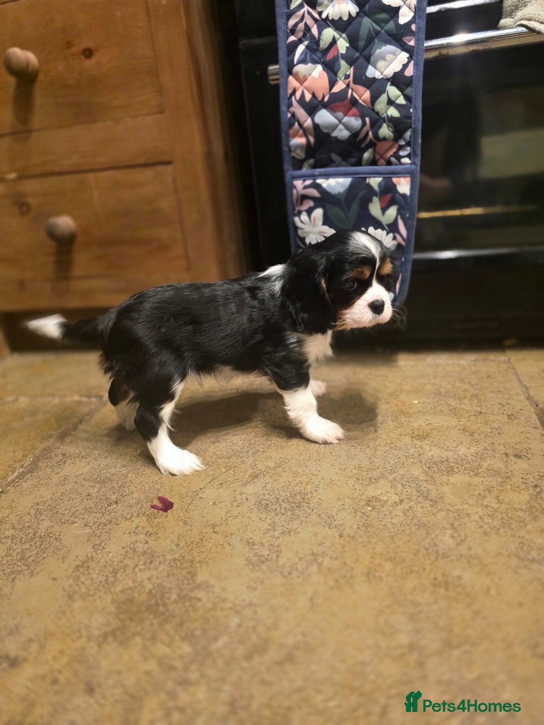 Cavalier King Charles Spaniel dogs for sale: KC Registered Cavalier King Charles Spaniels - Advert 11