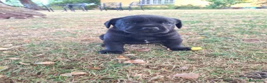 Labrador Retriever 10