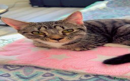 British Shorthair cats for sale: Adorable Female Tabby Kitten - Image 1