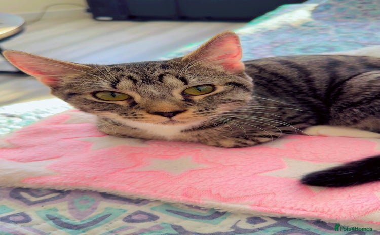 British Shorthair cats - Advert 3