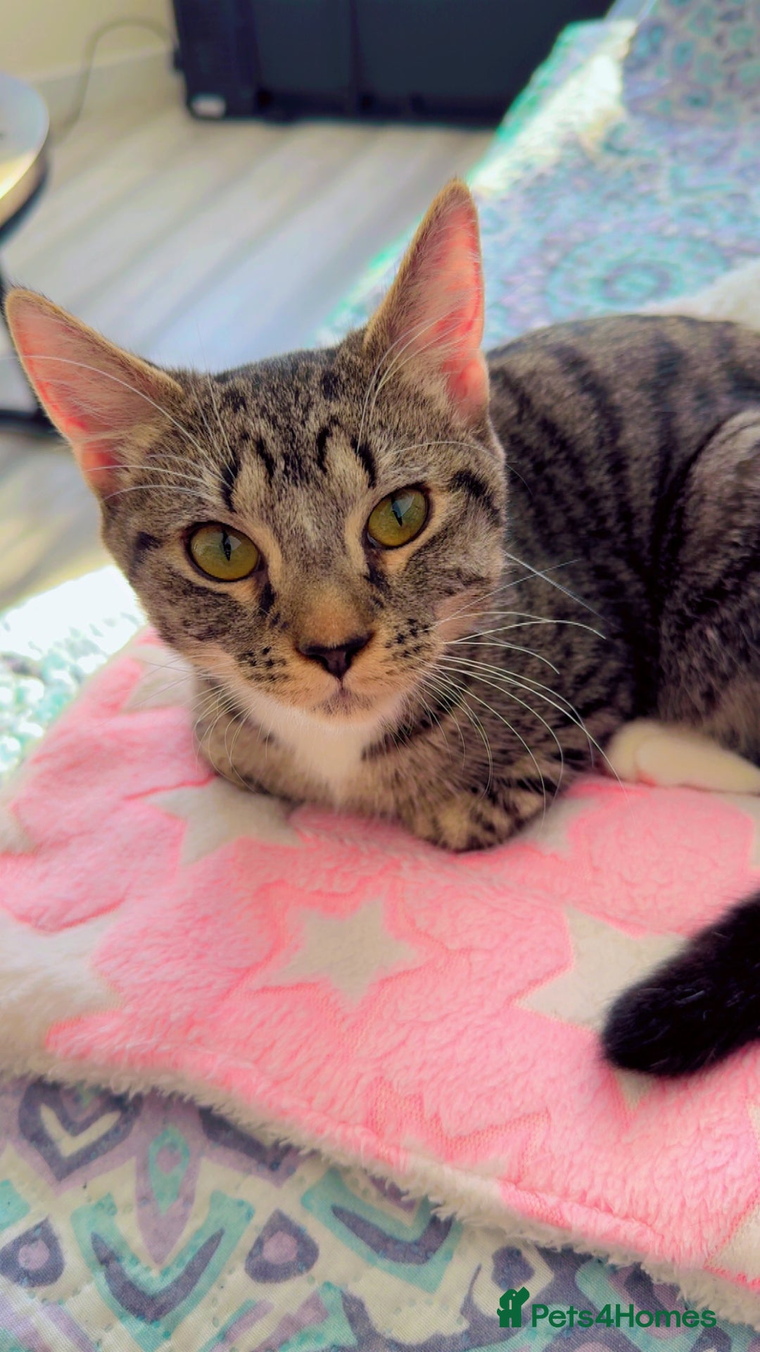 British Shorthair cats for sale: Adorable Female Tabby Kitten - Image 1