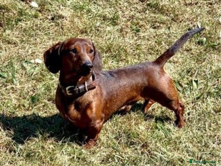 Miniature Dachshund dogs for stud in Liverpool - Advert 3