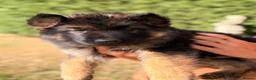 German Shepherd dogs for sale: Beautiful German shepherd puppies - Advert 3