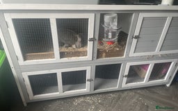 English Lop rabbits for sale: Lopped ear rabbit including cage  - Image 2