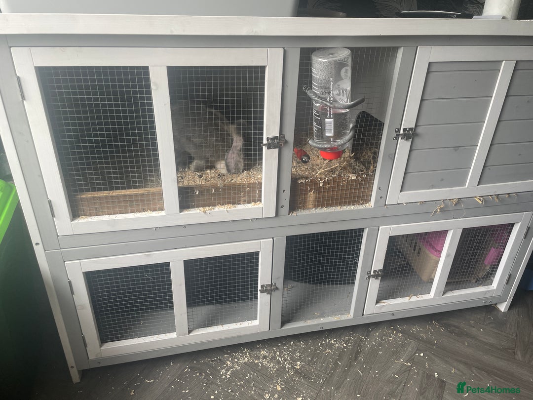English Lop rabbits for sale: Lopped ear rabbit including cage  - Image 2