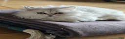 Munchkin cats for sale: 2 munchkin kittens  - Advert 3