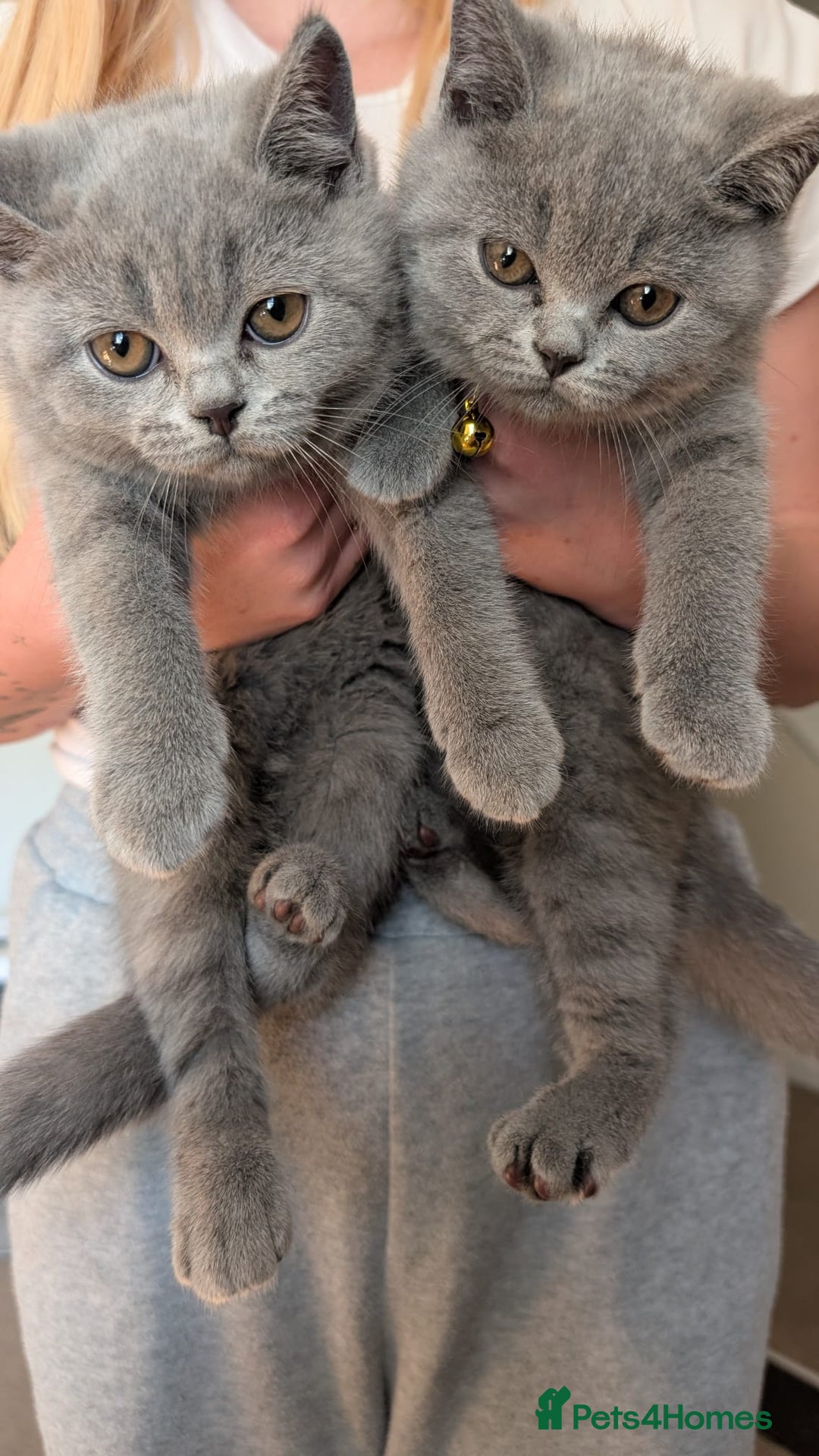 British Shorthair cats for sale: Two sister BSH - Advert 9